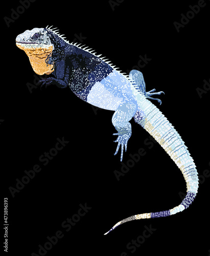 Black chested spiny tailed iguana, beautiful pet, rare, protected animals, reptilian, prickly tail, vector
