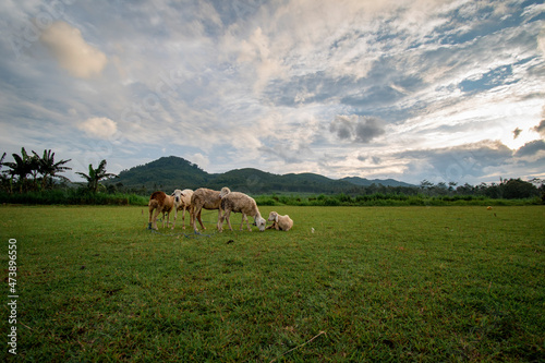 goats  sheep in the field eating grass mountains background