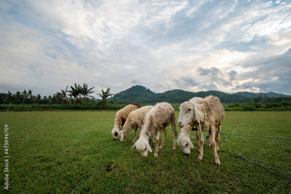 Fototapeta premium goats /sheep in the field eating grass mountains background