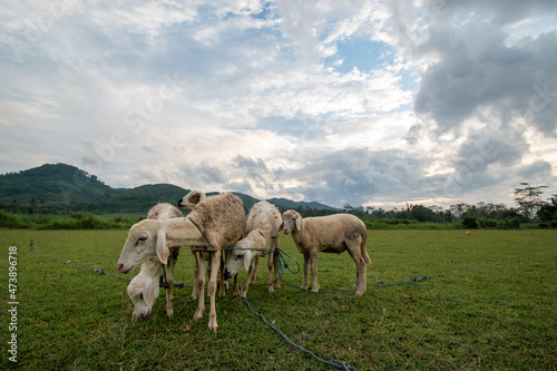 Fototapeta Naklejka Na Ścianę i Meble -  goats /sheep in the field eating grass mountains background