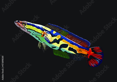 Golden toman, exotic snakehead, predator fish, freshwater fish, vector