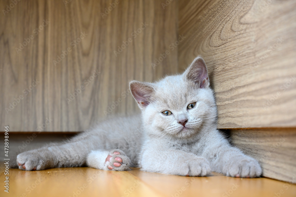 Φωτογραφία A sleepy kitten blinks and sleeps in the corner, a lilac-colored British Shorthair cat sleeps on a wooden floor
