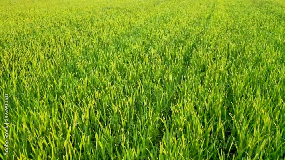field with young green sprouts field with young green sprouts