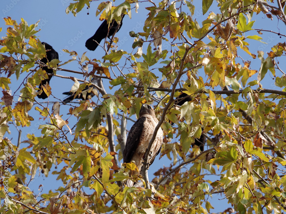 A hawk in the sycamore tree with some crows around under autumn sky A hawk in the sycamore tree with some crows around under autumn sky