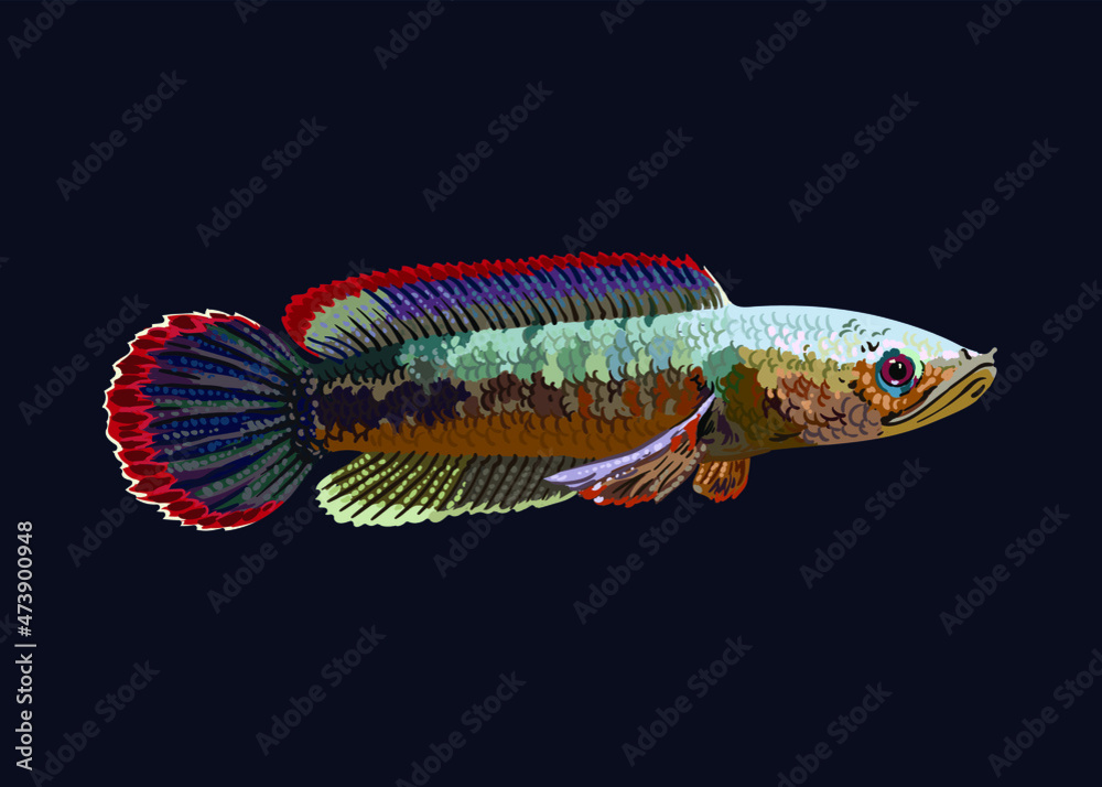 Ceylon snakehead,channa orientalis,exotic fish,fresh water fish, vector - obrazy, fototapety, plakaty 