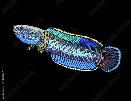 Rainbow snakehead,channa bleheri, male,exotic fish,dwarf snakehead,vector photo