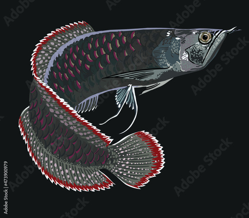 Black arowana fish, exotic fish, rare fish, most exvensive arowana fish, vector
