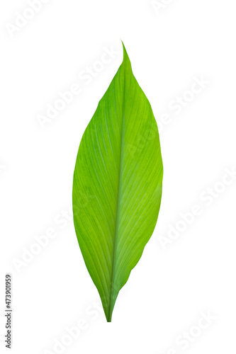tropical leaves with autumn leaves isolated on white background.