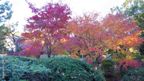 The Beauty of Yokohamashi Nogeyama Park photo