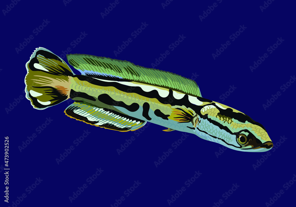 トーマンエマス（Golden はやし Giant snakehead ）240810