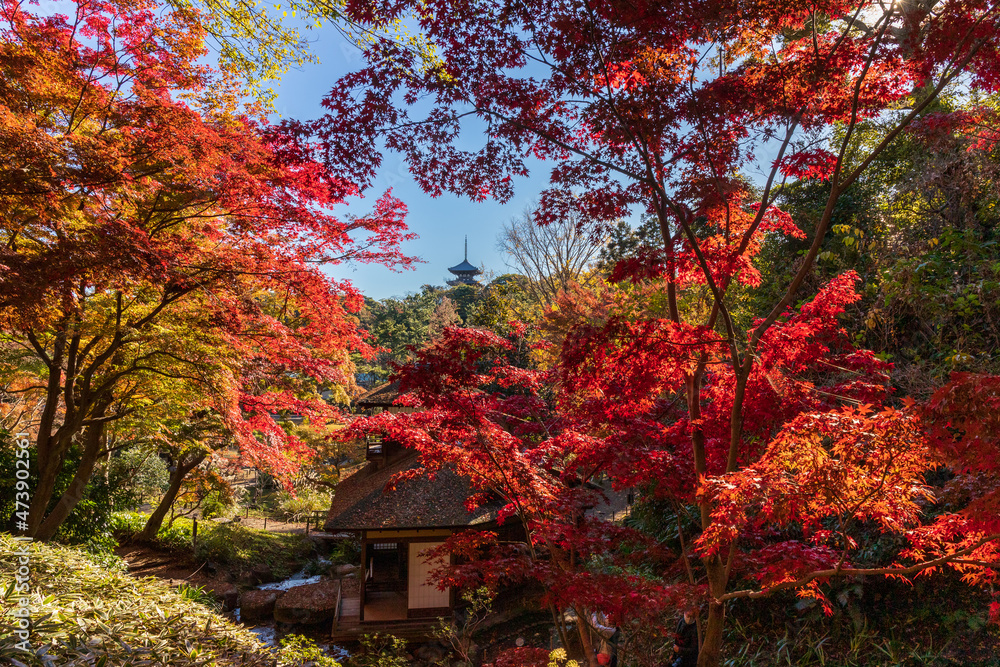 晩秋の横浜市三渓園の紅葉 晩秋の横浜市三渓園の紅葉