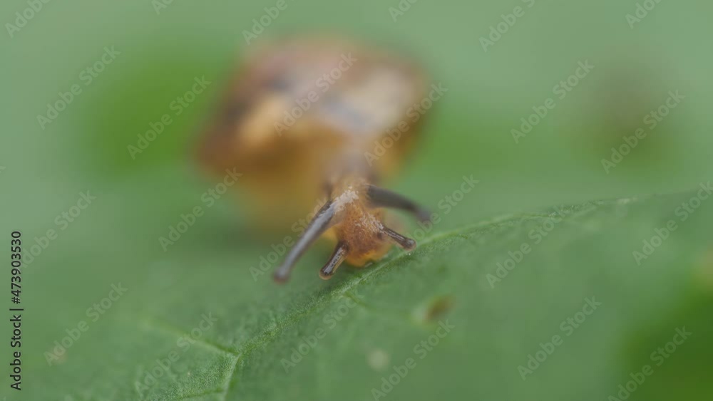 A close up shot of a snail crawling on a leaf. A close up shot of a snail crawling on a leaf.