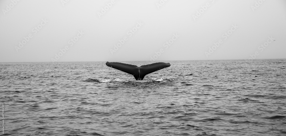 Naklejka premium Whale tail