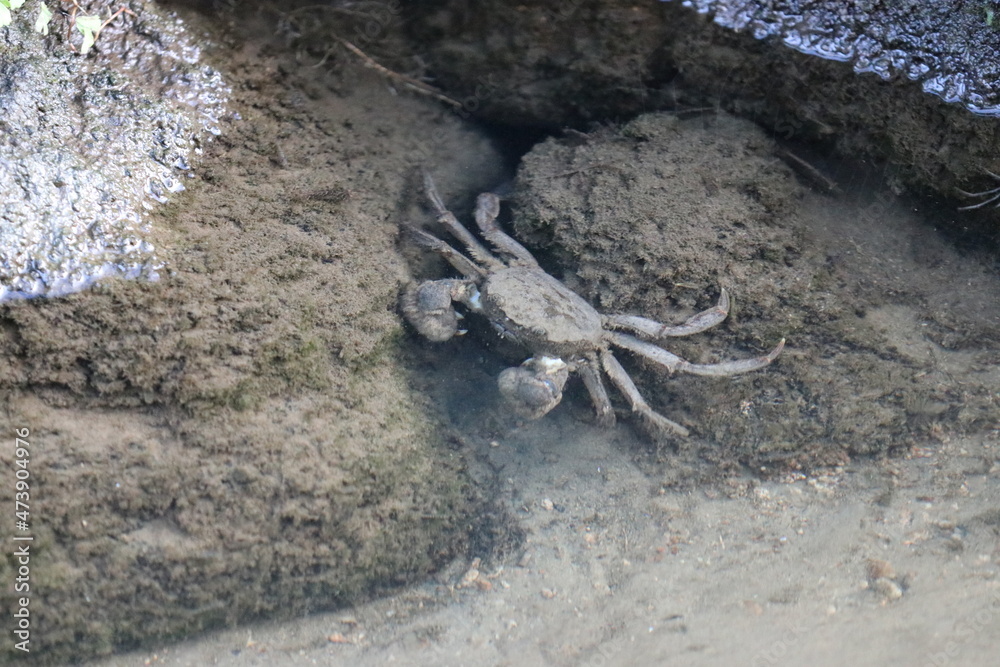 Mitten crab living in the Japanese river. 淡水域に生息するモクズガニの姿。 Mitten crab living in the Japanese river. 淡水域に生息するモクズガニの姿。