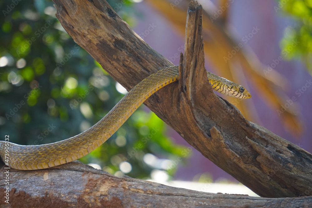 Obraz premium snake in the tree