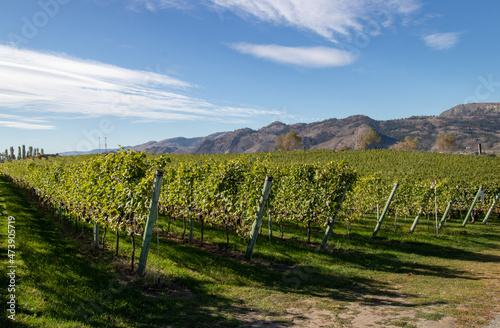 grape vines growing in the mountains in Osoyoos, British Columbia