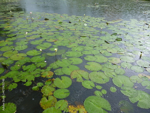 nenúfar, lago