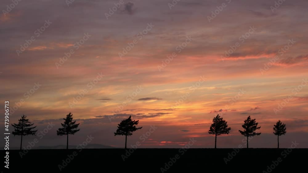 Seven larch trees standing on the hill are landmarks. Evening view of the fairy tale hill. Seven larch trees standing on the hill are landmarks. Evening view of the fairy tale hill.