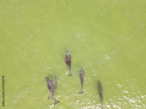 dolphin pod