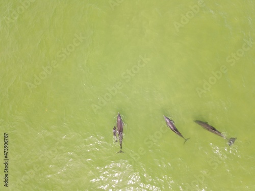 dolphin pod