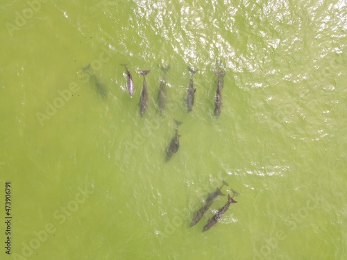 dolphin pod