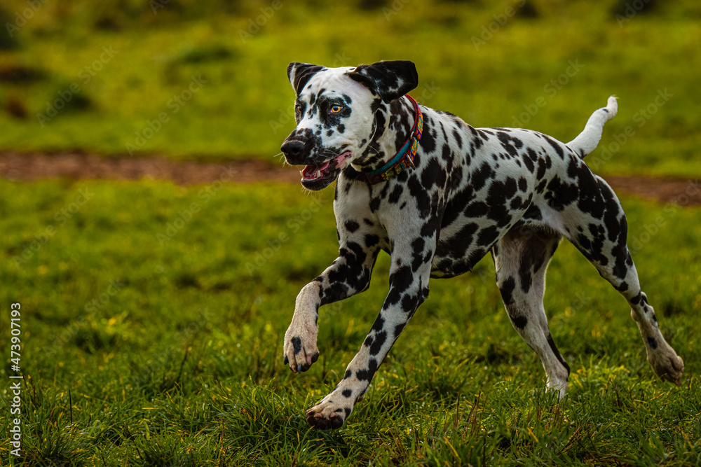 2021-12-08 A YOUNG DALMATIAN SPRINTING ACROSS A LUSH GREEN PASTURE AT A LOCAL DOG PARK IN REDMOND WASHINGTON 2021-12-08 A YOUNG DALMATIAN SPRINTING ACROSS A LUSH GREEN PASTURE AT A LOCAL DOG PARK IN REDMOND WASHINGTON