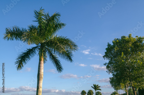 Palm trees sky background in Bonita Springs, Florida