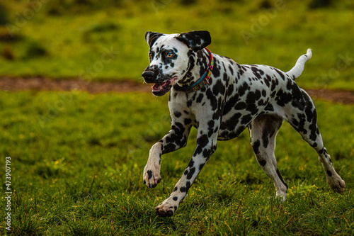 2021-12-08 A YOUNG DALMATIAN SPRINTING ACROSS A LUSH GREEN PASTURE AT A LOCAL DOG PARK IN REDMOND WASHINGTON