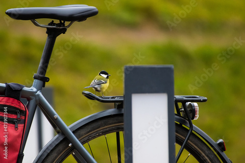 tit sitting on the trunk of a bicycle in the city