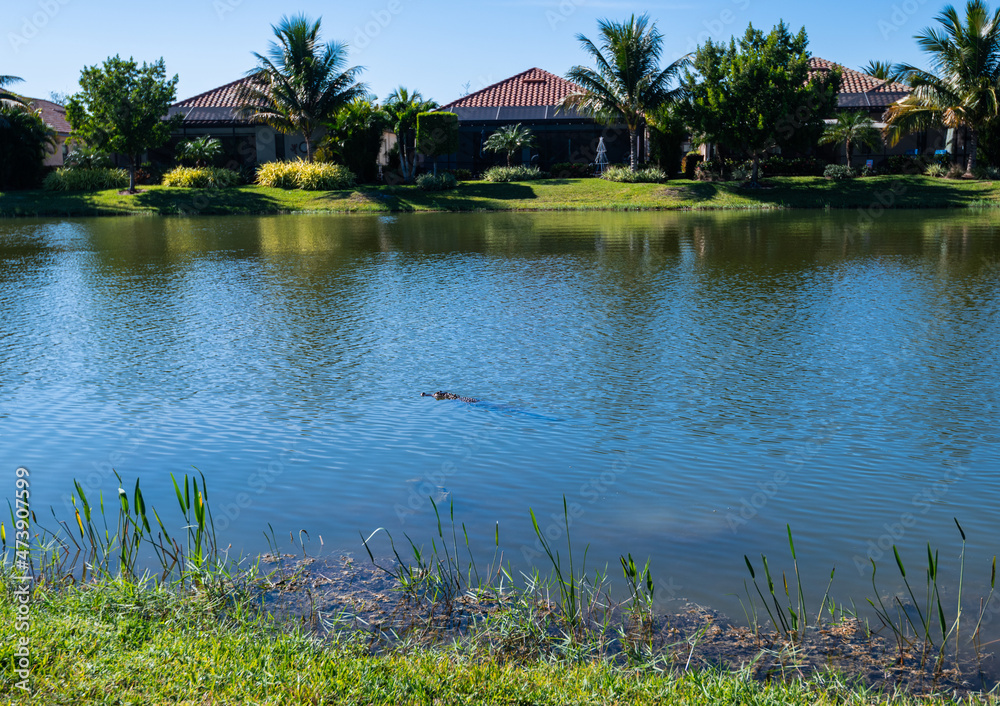 Alligator swimming away from the shore at a golf community pond in South Florida