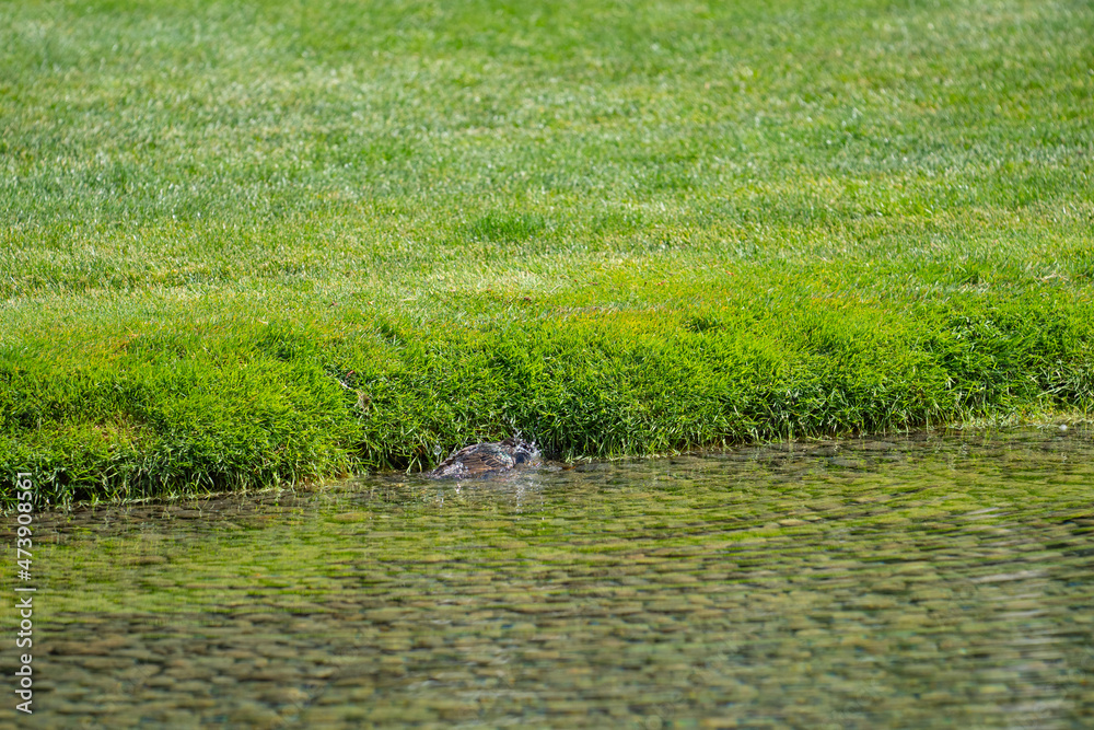 Grass lawn grows to edge of pond Grass lawn grows to edge of pond