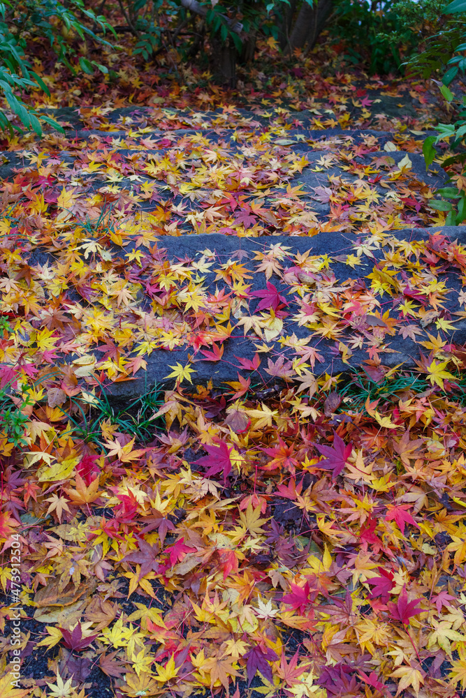 色鮮やかなもみじの葉が石階段に落ちている