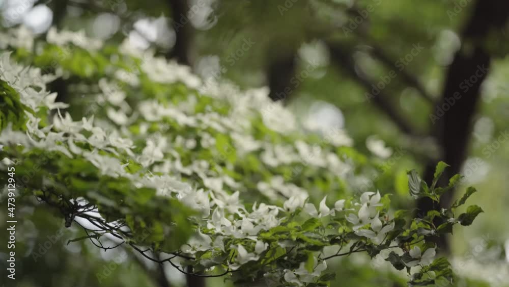 The branches of a tree with white flowers sway in the wind (1) The branches of a tree with white flowers sway in the wind (1)