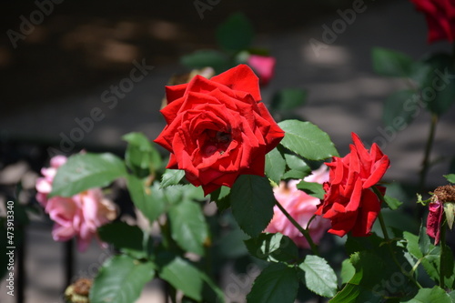 red roses in the garden