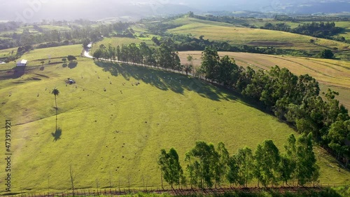 Wallpaper Mural Panorama view of rural landscape. Countryside scenery aerial view. Tropical scenery. Plantation agriculture field. Green background. Brazilian agribusiness.  Torontodigital.ca