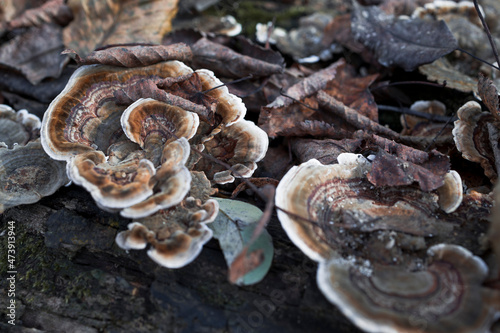 Trametes versicolor mushroom , macro shot , Patterns in nature , Soft focus