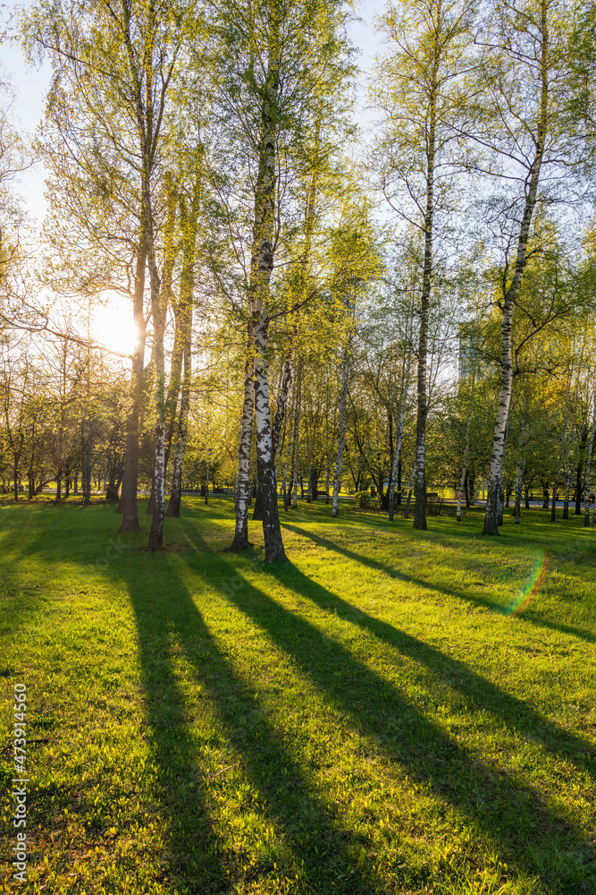 The sun through the trees in the spring park. Beautiful park in spring with bright sun shining through the trees The sun through the trees in the spring park. Beautiful park in spring with bright sun shining through the trees