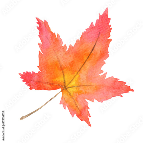 Autumn Maple leaf watercolor illustration for decoration on Autumn season and nature concept.