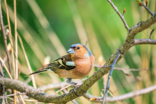 Common chaffinch, Fringilla coelebs, sits on a branch in spring on green background. Common chaffinch in wildlife.