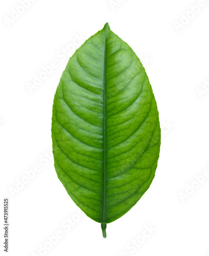 Green leaf isolated on white background. Healthy meyer lemon leaf  macro shot.