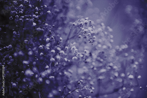 gypsophila flowers background, color of the year toning violet Very Peri