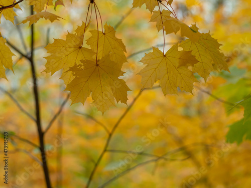 Yellow maple leaves on a background of blurry trees. Maple foliage close up. Autumn forest . Leaf fall.
