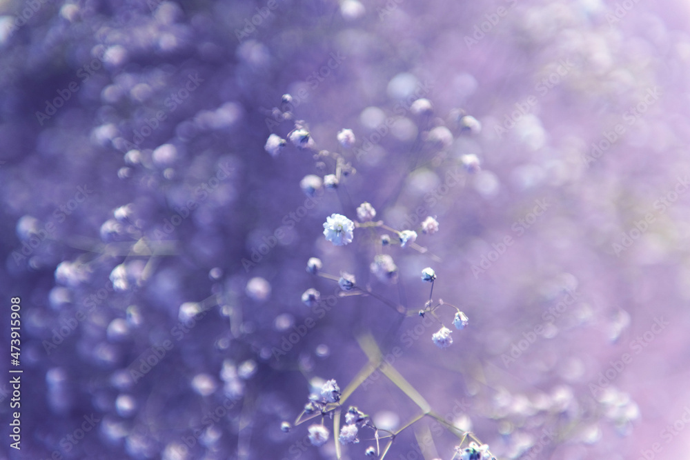 gypsophila flowers background, color of the year toning violet Very Peri gypsophila flowers background, color of the year toning violet Very Peri