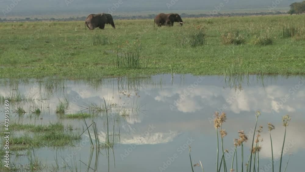 A reflection of kilimanjaro with the elephant grazing A reflection of kilimanjaro with the elephant grazing