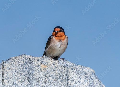 Welcome swallow on rock photo