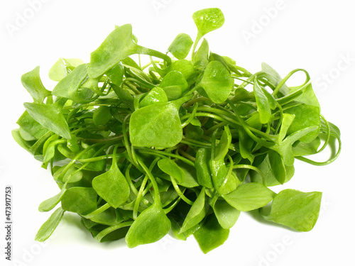 Miner's Lettuce, Winter Purslane or Indian Lettuce - Isolated on white Background photo