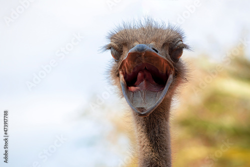 Close up of African Ostrich head on the blur bright background. © Yuliia Lakeienko