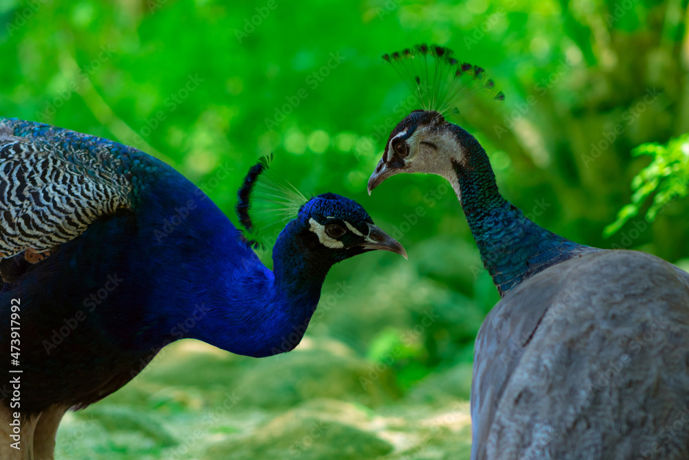 Obraz premium Two cute peacocks; male and female, looking at each other lovingly on a blur background.