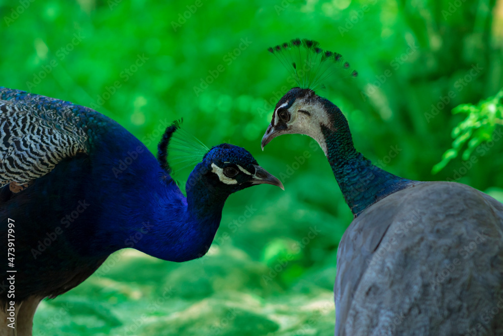 Obraz premium Two cute peacocks; male and female, looking at each other lovingly on a blur background.