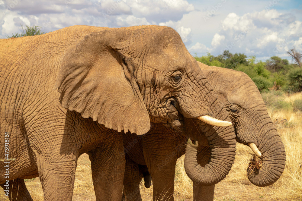Fototapeta premium Two African Bush Elephants in the grassland of Etosha National Park